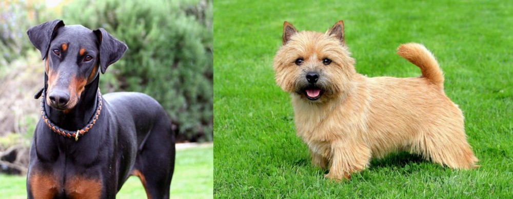 Norwich Terrier vs Doberman Pinscher - Breed Comparison