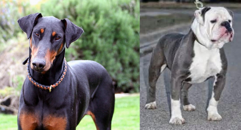 Old English Bulldog vs Doberman Pinscher - Breed Comparison