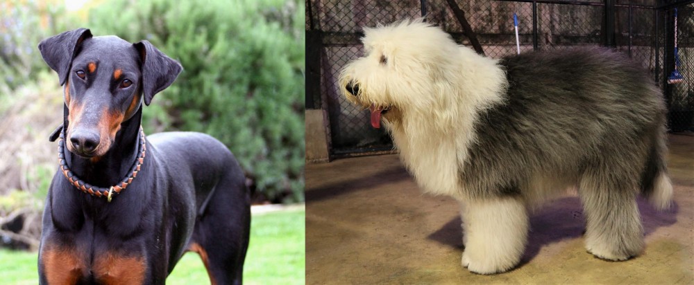 Old English Sheepdog vs Doberman Pinscher - Breed Comparison
