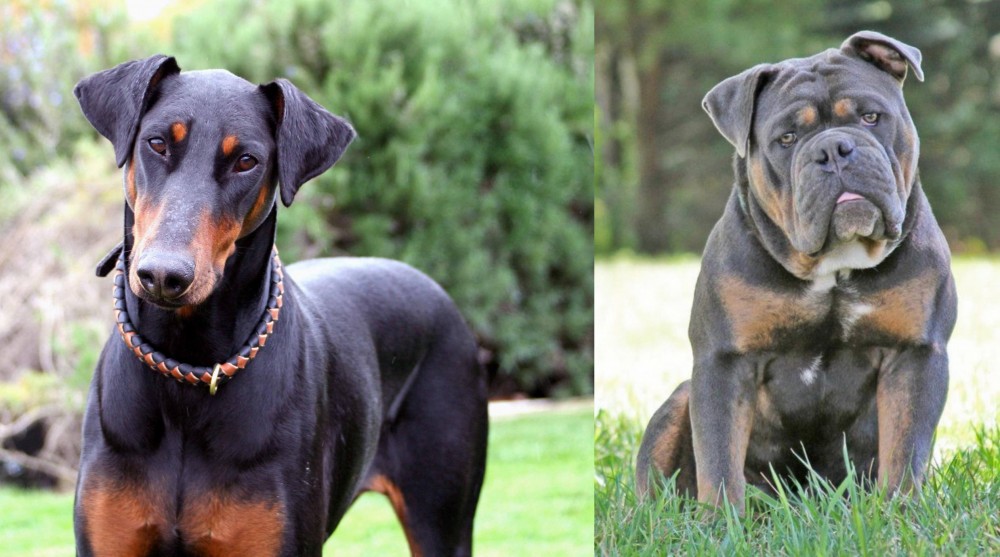 Olde English Bulldogge vs Doberman Pinscher - Breed Comparison