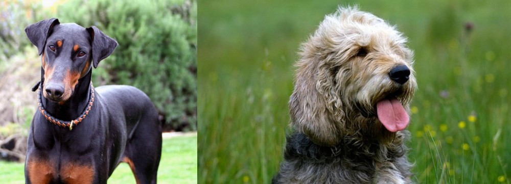 Otterhound vs Doberman Pinscher - Breed Comparison