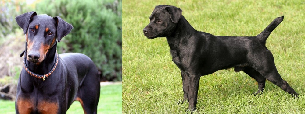 Patterdale Terrier vs Doberman Pinscher - Breed Comparison