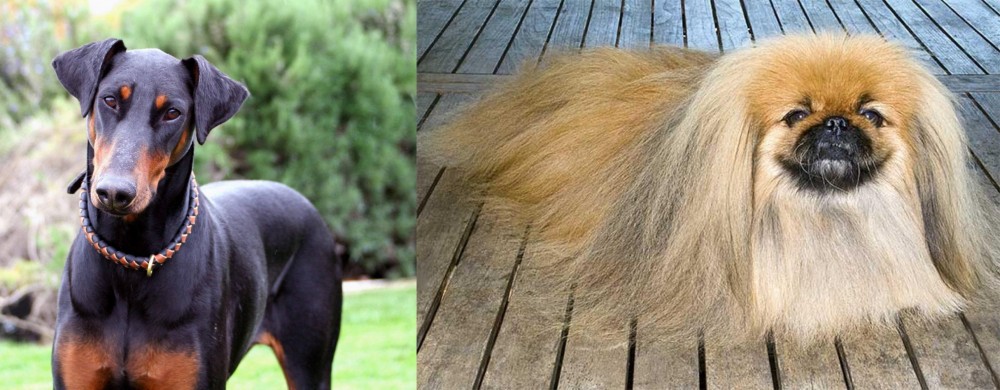 Pekingese vs Doberman Pinscher - Breed Comparison