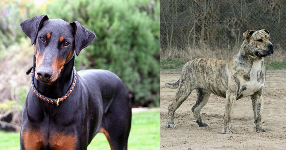 Perro de Presa Mallorquin vs Doberman Pinscher - Breed Comparison
