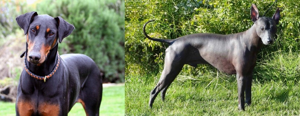 Peruvian Hairless vs Doberman Pinscher - Breed Comparison