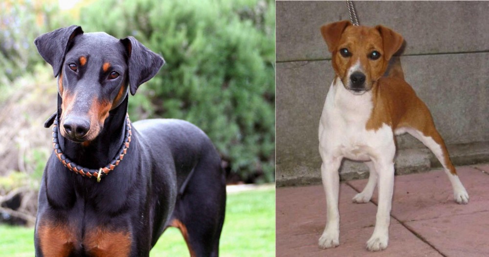 Plummer Terrier vs Doberman Pinscher - Breed Comparison