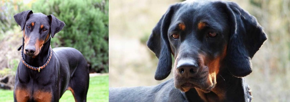 Polish Hunting Dog vs Doberman Pinscher - Breed Comparison