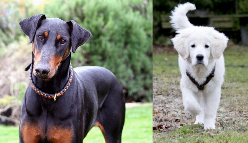 Polish Tatra Sheepdog vs Doberman Pinscher - Breed Comparison