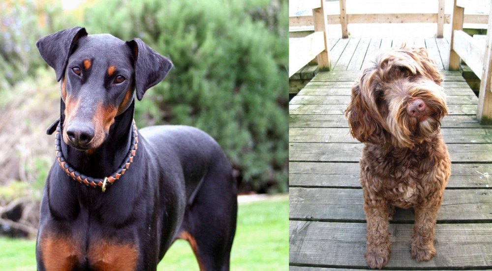 Portuguese Water Dog vs Doberman Pinscher - Breed Comparison
