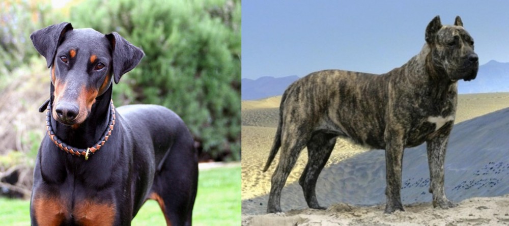 Presa Canario vs Doberman Pinscher - Breed Comparison