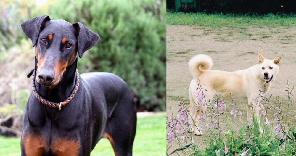 Pungsan Dog vs Doberman Pinscher - Breed Comparison