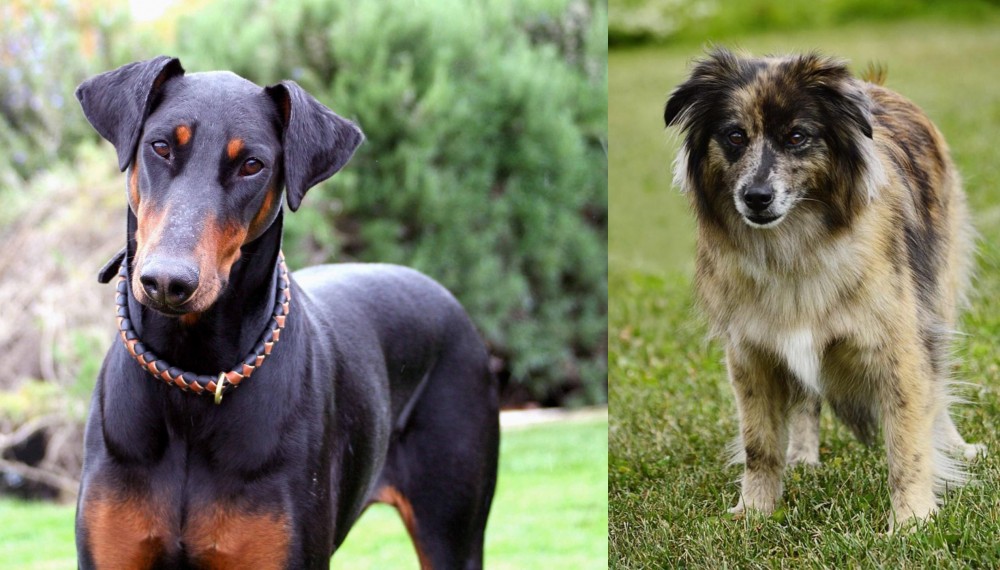 Pyrenean Shepherd vs Doberman Pinscher - Breed Comparison