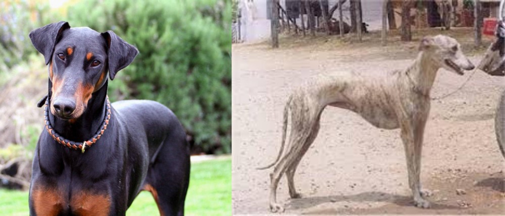 Rampur Greyhound vs Doberman Pinscher - Breed Comparison