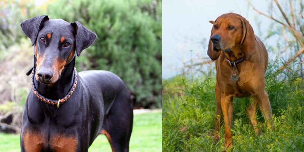 Redbone Coonhound vs Doberman Pinscher - Breed Comparison
