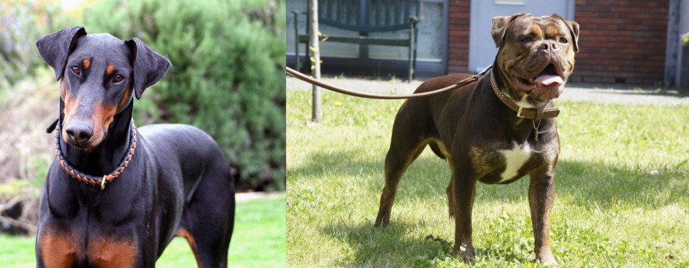 Renascence Bulldogge vs Doberman Pinscher - Breed Comparison