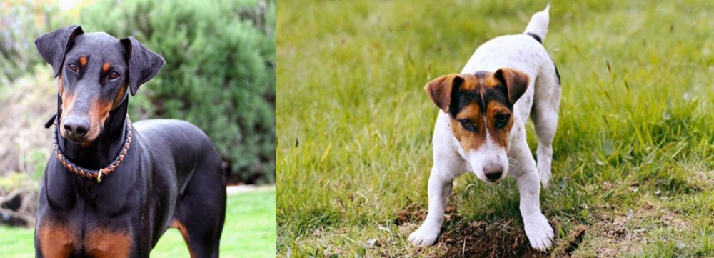 Russell Terrier vs Doberman Pinscher - Breed Comparison