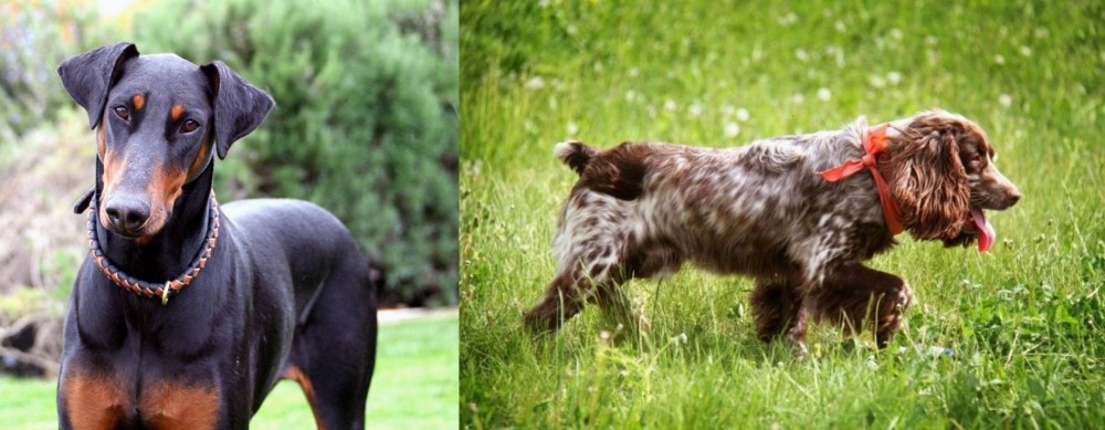 Russian Spaniel vs Doberman Pinscher - Breed Comparison