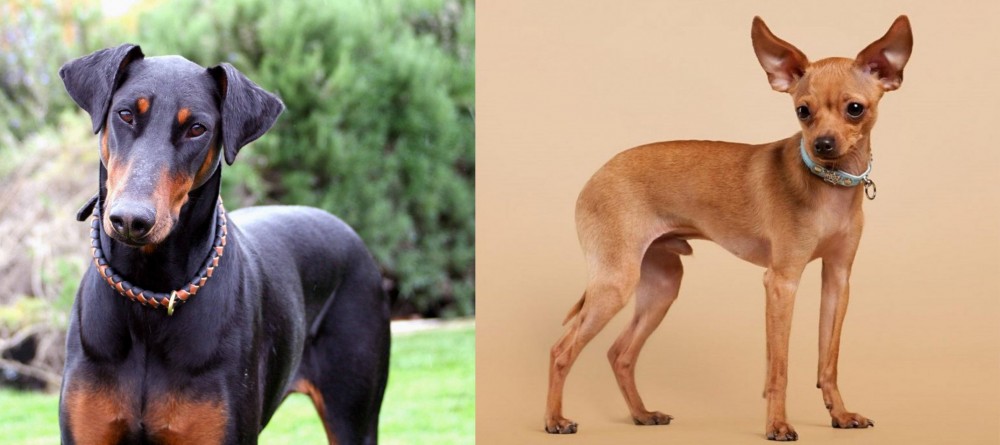 Russian Toy Terrier vs Doberman Pinscher - Breed Comparison