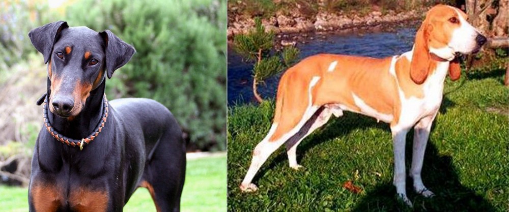 Schweizer Laufhund vs Doberman Pinscher - Breed Comparison
