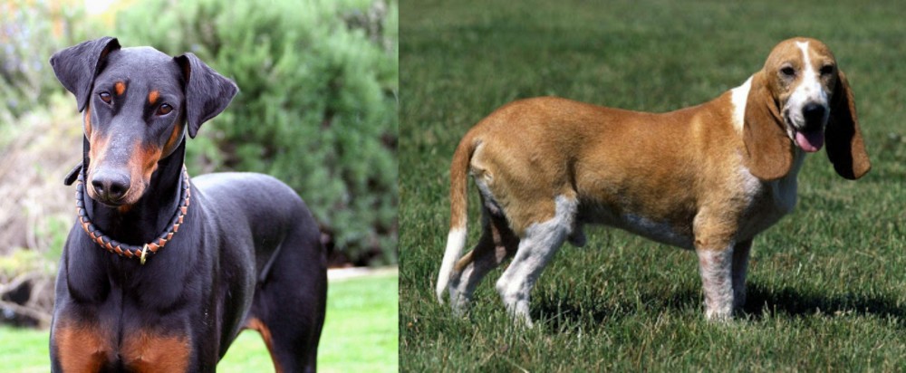 Schweizer Niederlaufhund vs Doberman Pinscher - Breed Comparison