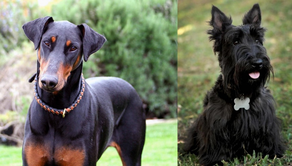 Scoland Terrier vs Doberman Pinscher - Breed Comparison