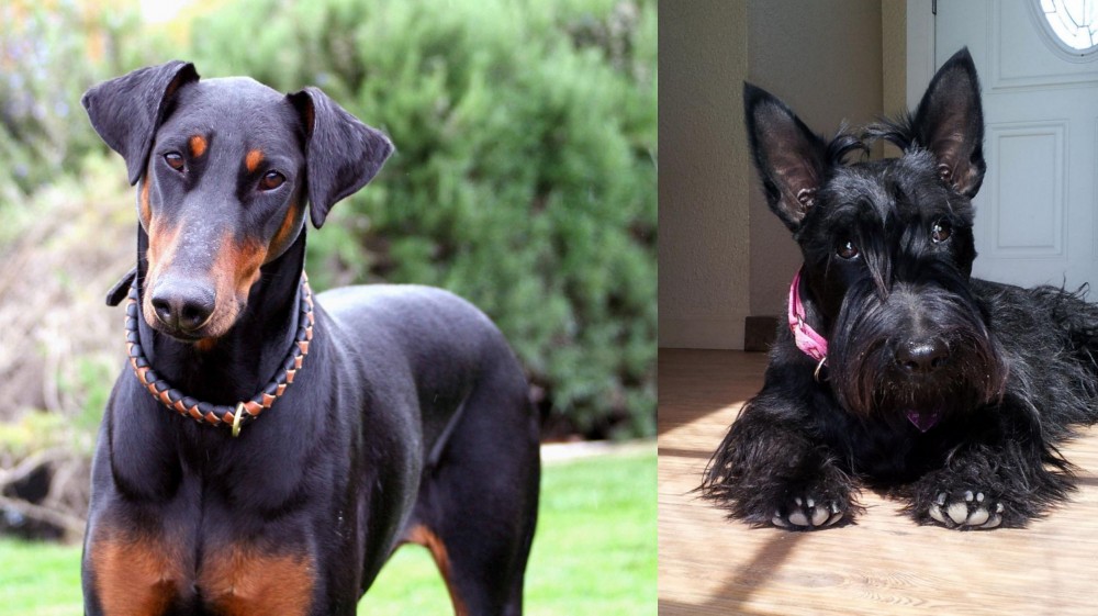Scottish Terrier vs Doberman Pinscher - Breed Comparison