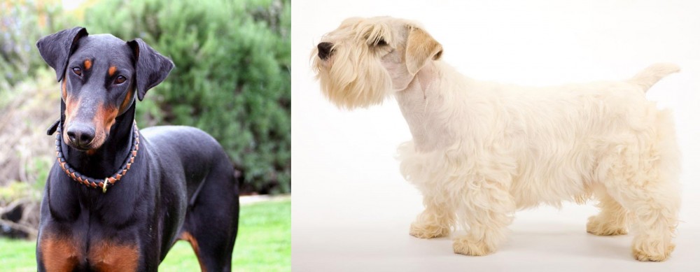 Sealyham Terrier vs Doberman Pinscher - Breed Comparison