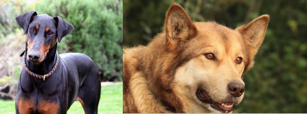 Seppala Siberian Sleddog vs Doberman Pinscher - Breed Comparison