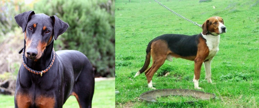 Serbian Tricolour Hound vs Doberman Pinscher - Breed Comparison