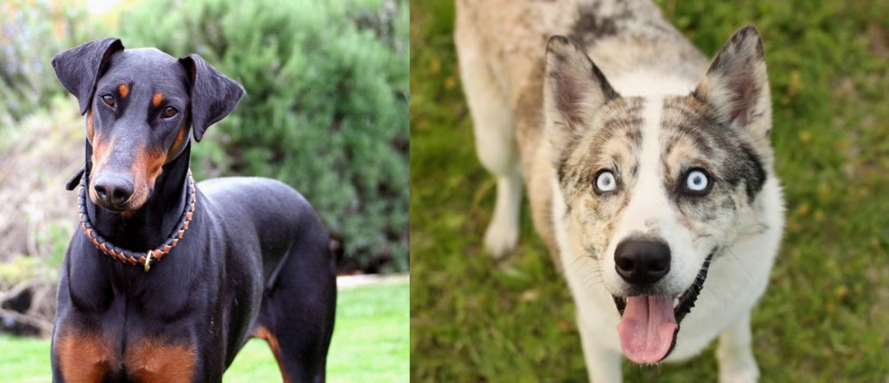 Shepherd Husky vs Doberman Pinscher - Breed Comparison
