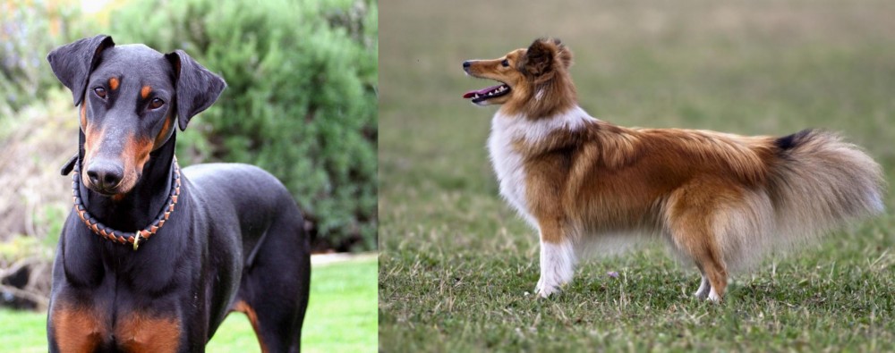 Shetland Sheepdog vs Doberman Pinscher - Breed Comparison