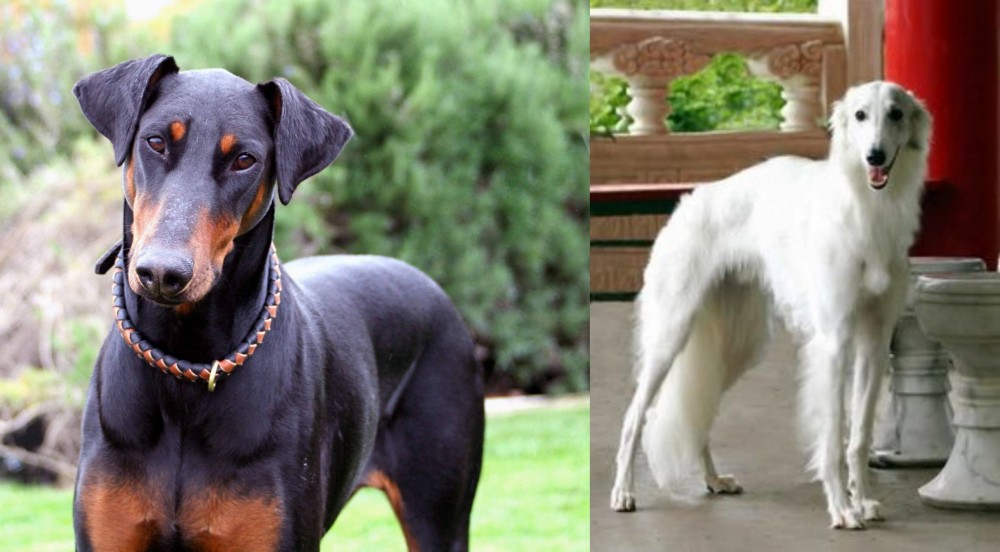 Silken Windhound vs Doberman Pinscher - Breed Comparison