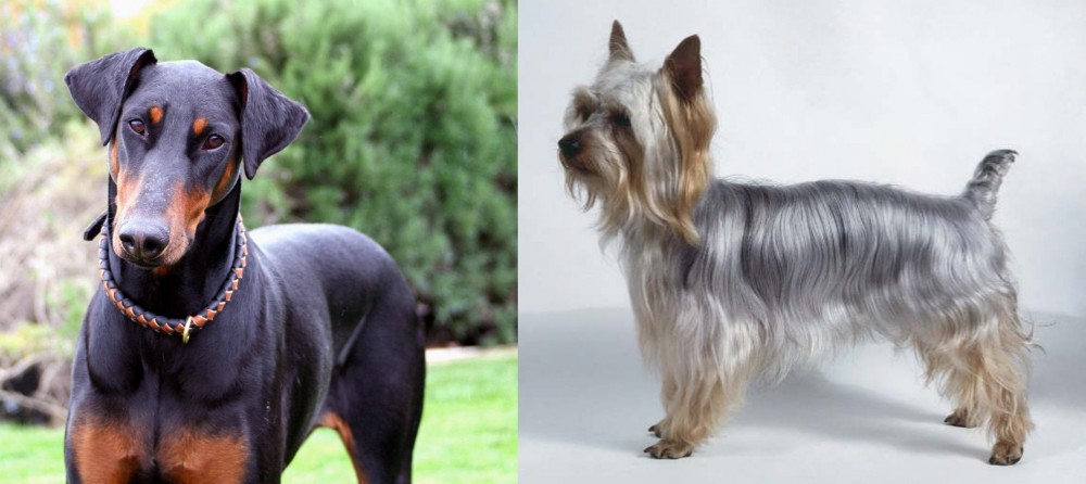 Silky Terrier vs Doberman Pinscher - Breed Comparison