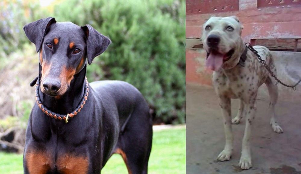 Sindh Mastiff vs Doberman Pinscher - Breed Comparison