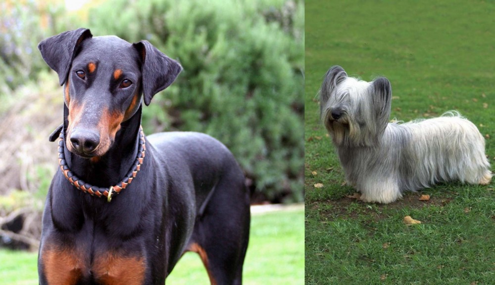 Skye Terrier vs Doberman Pinscher - Breed Comparison