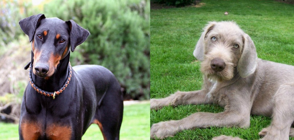 Slovakian Rough Haired Pointer vs Doberman Pinscher - Breed Comparison