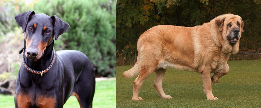 Spanish Mastiff vs Doberman Pinscher - Breed Comparison