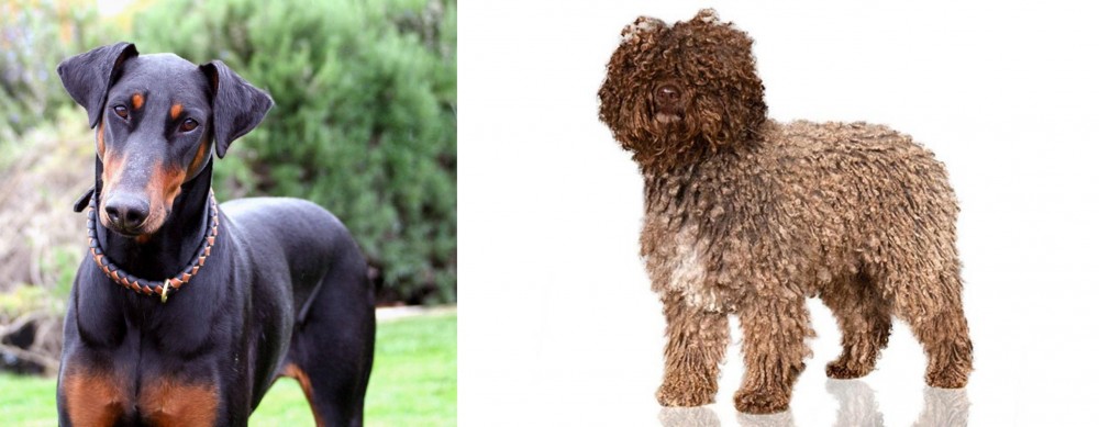 Spanish Water Dog vs Doberman Pinscher - Breed Comparison