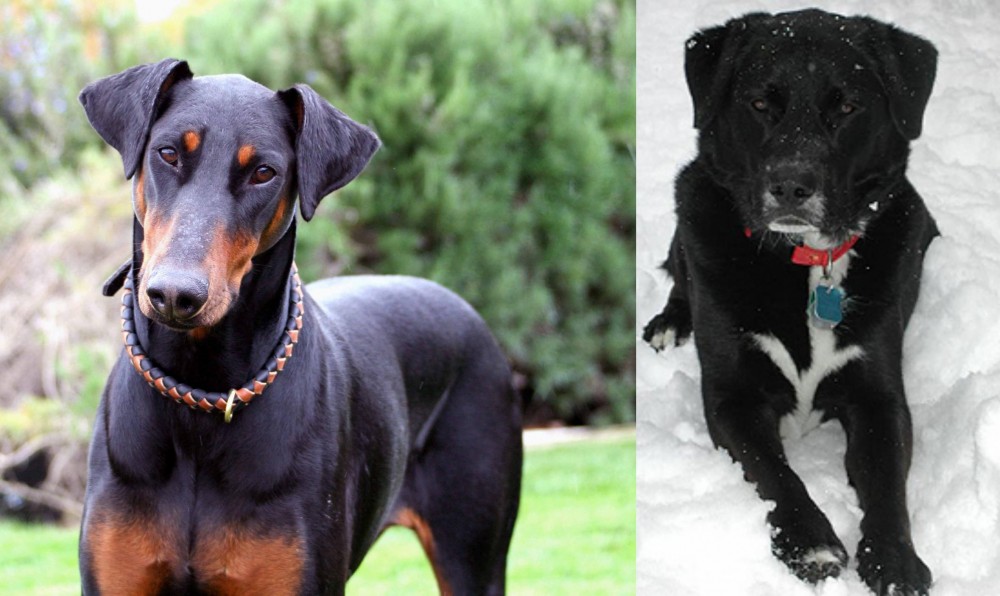 St. John's Water Dog vs Doberman Pinscher - Breed Comparison