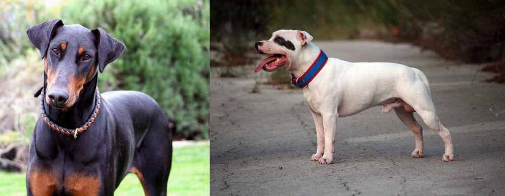 Staffordshire Bull Terrier vs Doberman Pinscher - Breed Comparison