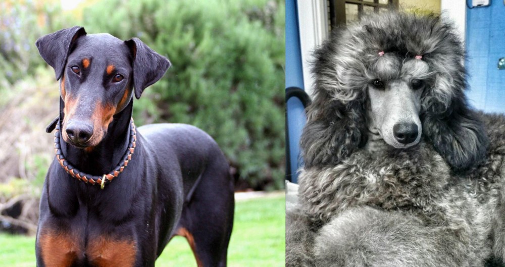Standard Poodle vs Doberman Pinscher - Breed Comparison