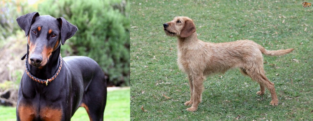 Styrian Coarse Haired Hound vs Doberman Pinscher - Breed Comparison