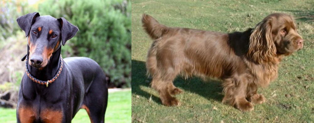 Sussex Spaniel vs Doberman Pinscher - Breed Comparison