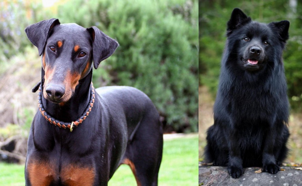 Swedish Lapphund vs Doberman Pinscher - Breed Comparison