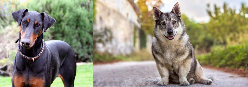 Swedish Vallhund vs Doberman Pinscher - Breed Comparison
