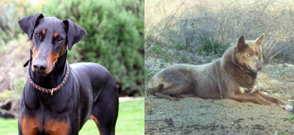 Tahltan Bear Dog vs Doberman Pinscher - Breed Comparison