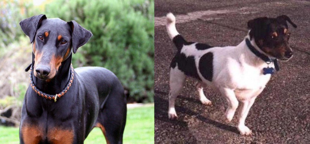 Teddy Roosevelt Terrier vs Doberman Pinscher - Breed Comparison