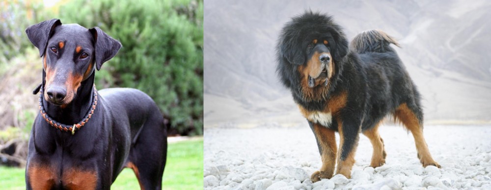 Tibetan Mastiff vs Doberman Pinscher - Breed Comparison