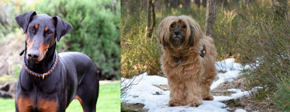 Tibetan Terrier vs Doberman Pinscher - Breed Comparison