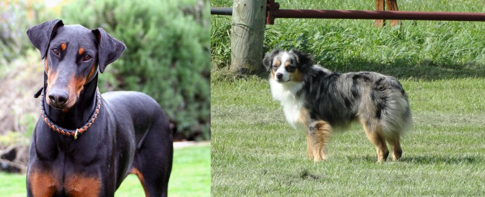 Toy Australian Shepherd vs Doberman Pinscher - Breed Comparison
